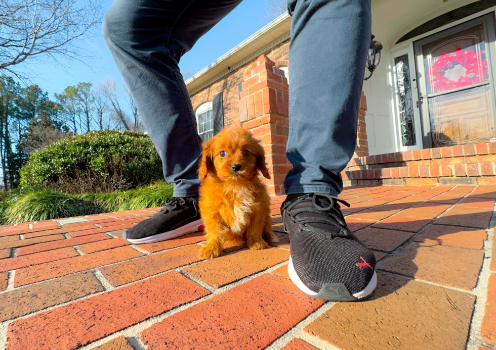 Cute Cavoodle Poodle Mix Puppy