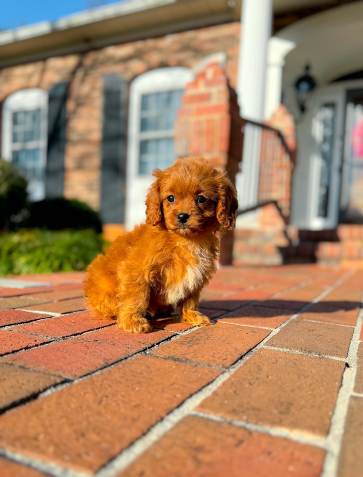 Cute Cavoodle Poodle Mix Puppy