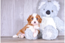 Cavapoo Pup Being Cute