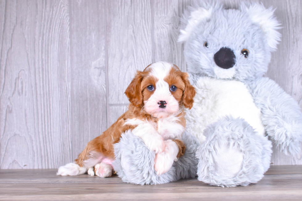 Cavapoo Pup Being Cute