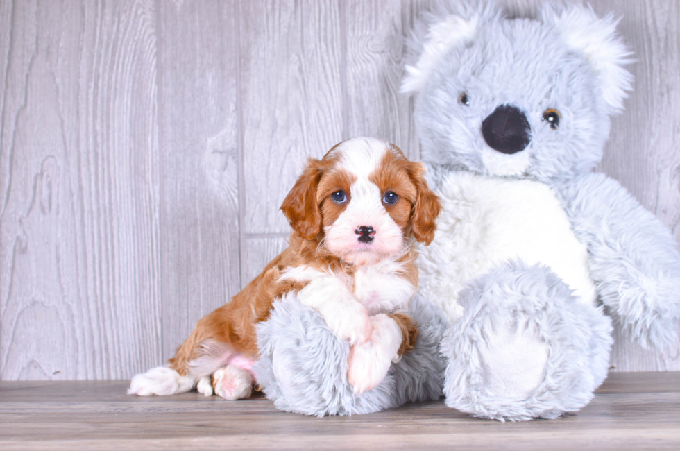 7 week old Cavapoo Puppy For Sale - Simply Southern Pups