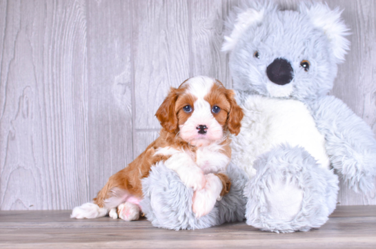 Cavapoo Pup Being Cute