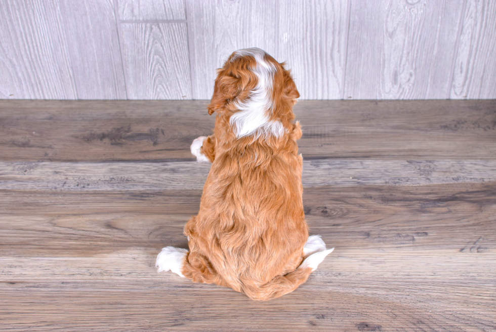 Cute Cavapoodle Poodle Mix Puppy