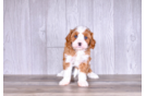 Best Cavapoo Baby