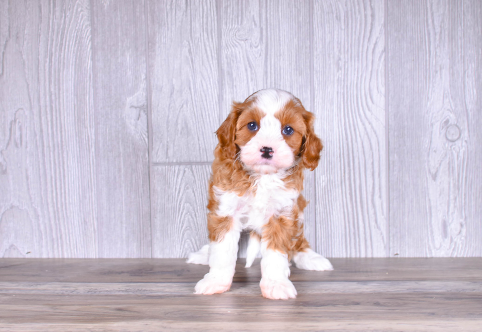Best Cavapoo Baby