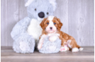 Best Cavapoo Baby