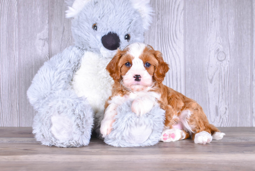 Best Cavapoo Baby
