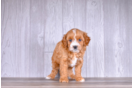 Cute Cavadoodle Poodle Mix Puppy