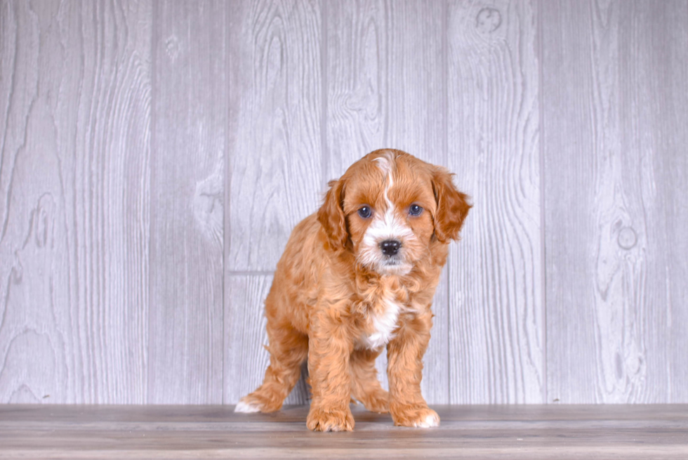 Cute Cavadoodle Poodle Mix Puppy