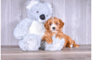 Cute Cavapoo Poodle Mix Pup
