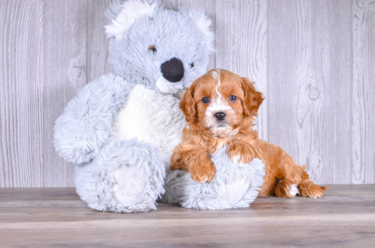 Cute Cavapoo Poodle Mix Pup