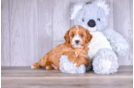 Cavapoo Puppy for Adoption