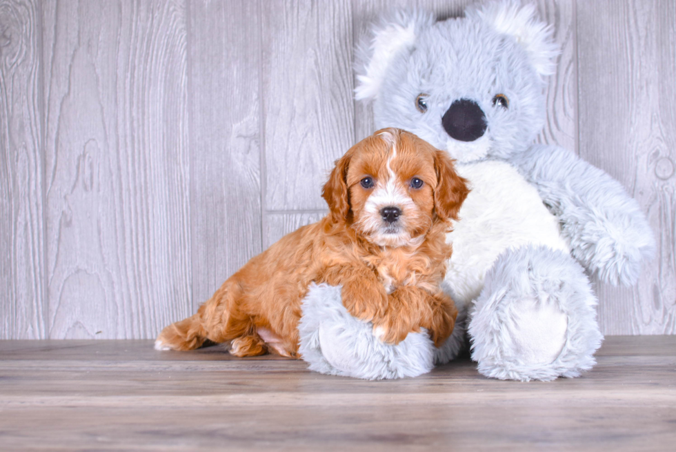 Cavapoo Puppy for Adoption
