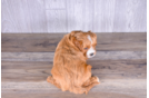 Cavapoo Puppy for Adoption