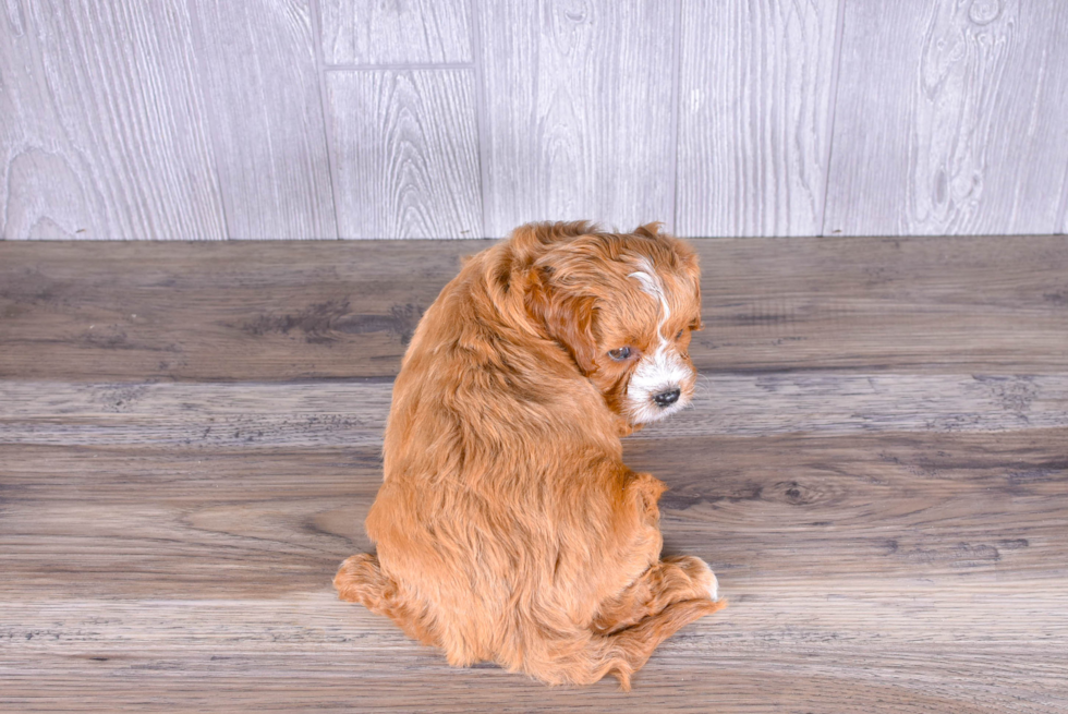 Cavapoo Puppy for Adoption