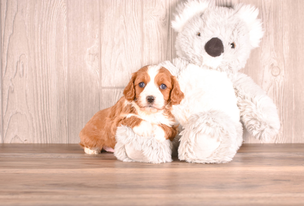 Cute Cavapoo Poodle Mix Pup