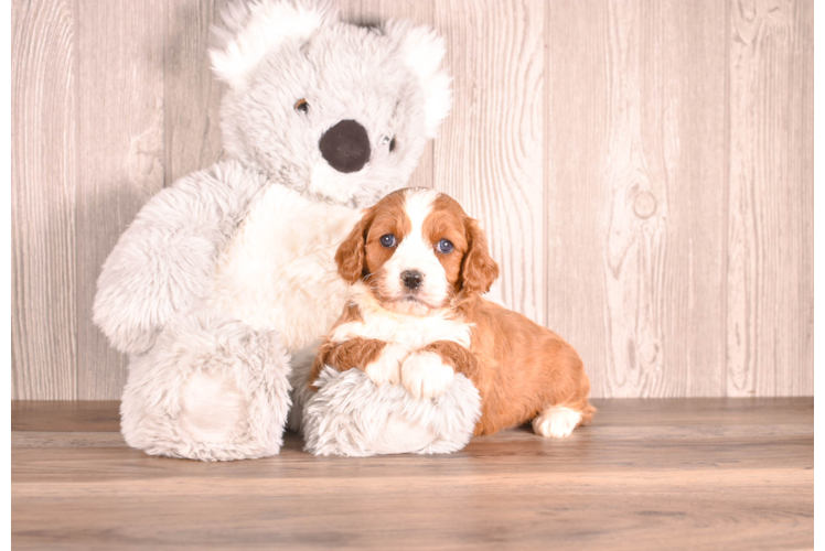 Best Cavapoo Baby