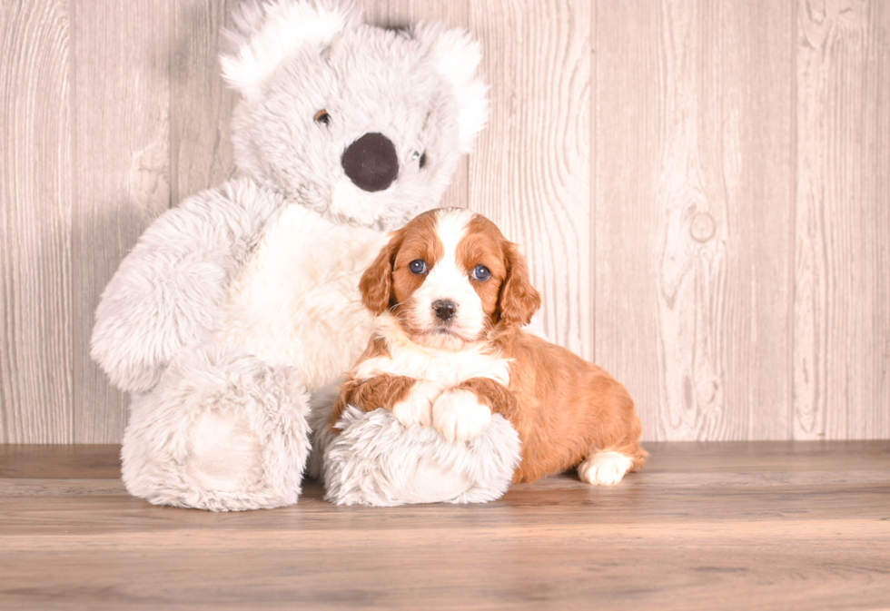 Best Cavapoo Baby