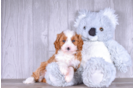 Cavapoo Puppy for Adoption