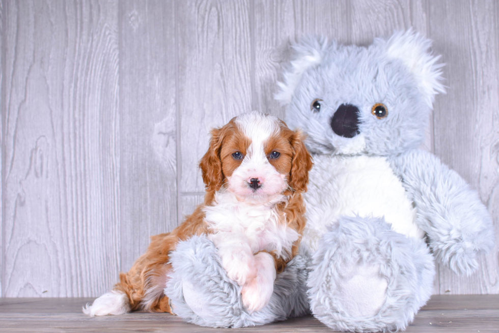 Cavapoo Puppy for Adoption