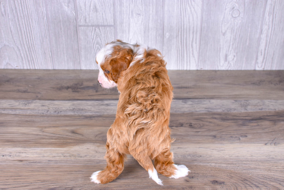 Cute Cavapoo Poodle Mix Pup