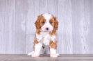 Cute Cavapoo Poodle Mix Pup