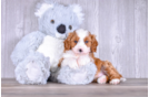 Best Cavapoo Baby