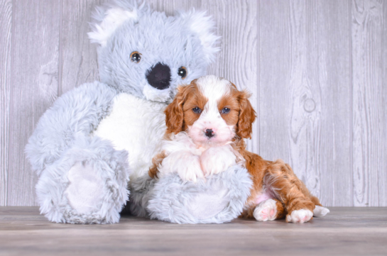 Best Cavapoo Baby
