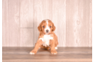 Cavapoo Puppy for Adoption