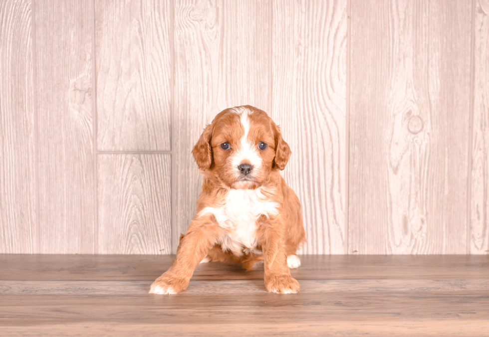 Cavapoo Puppy for Adoption