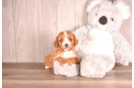 Cavapoo Puppy for Adoption