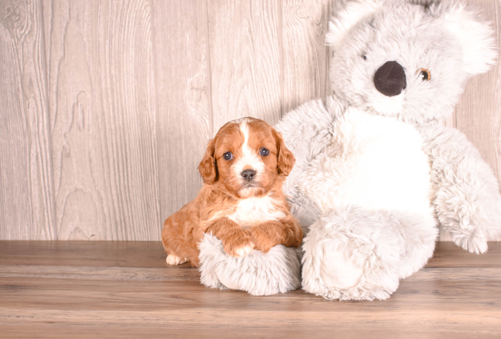 Cavapoo Puppy for Adoption