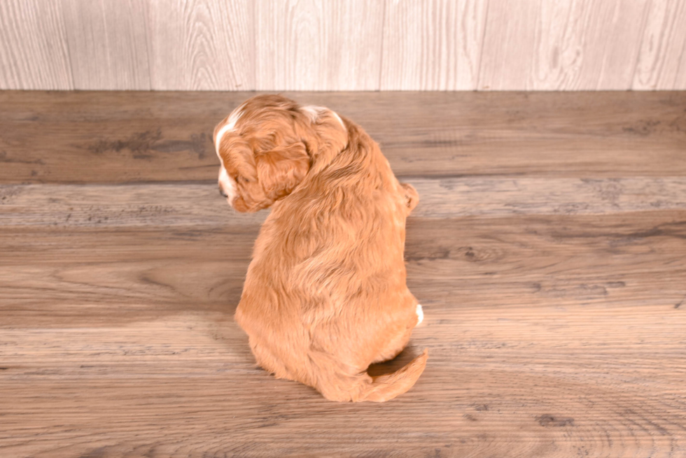 Cute Cavapoo Poodle Mix Pup