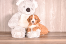 Best Cavapoo Baby
