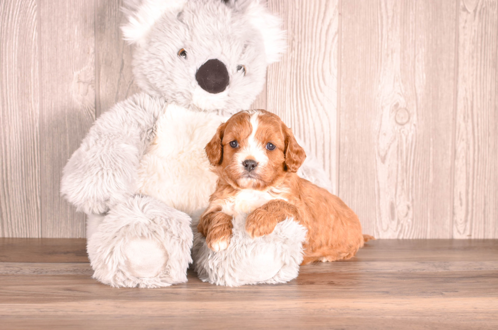 Best Cavapoo Baby