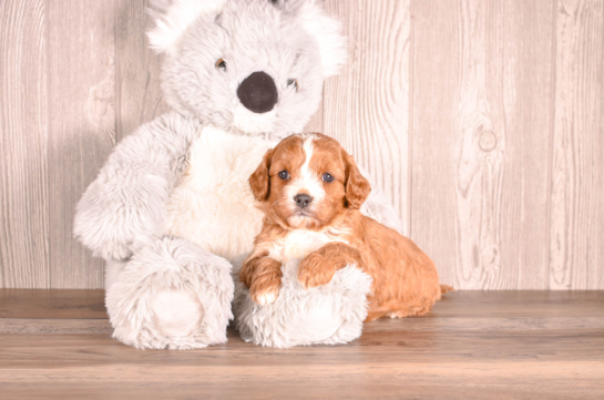Best Cavapoo Baby