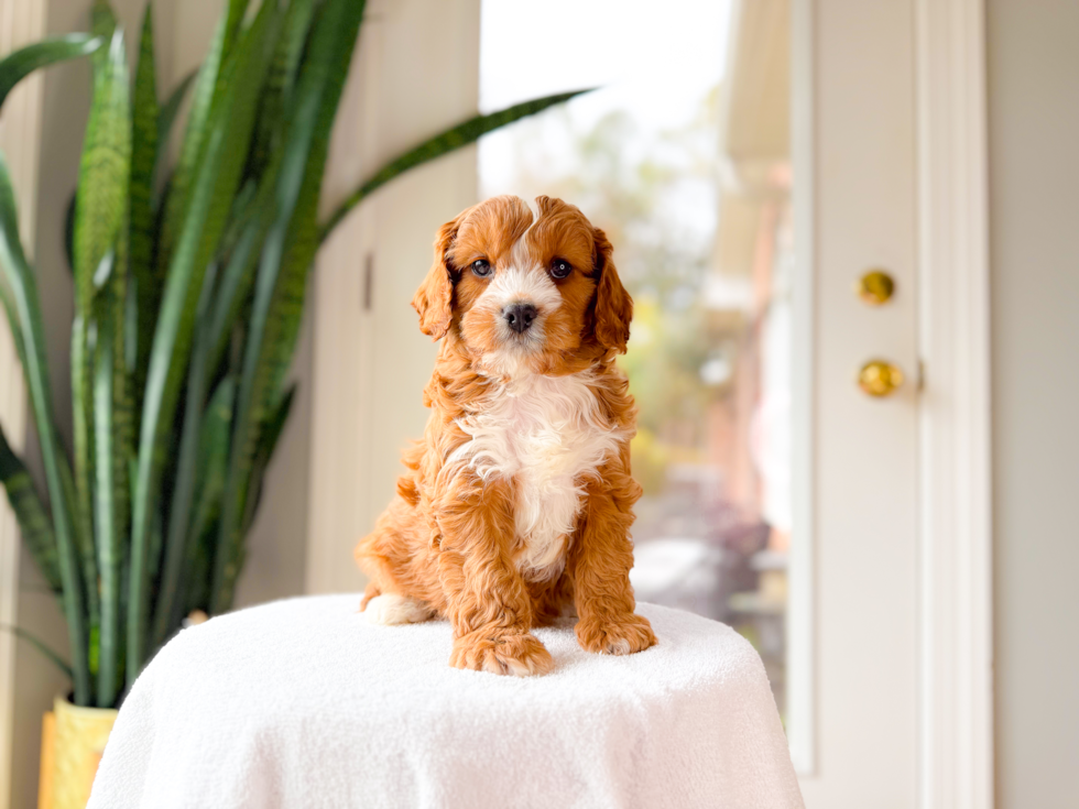 Cavapoo Puppy for Adoption