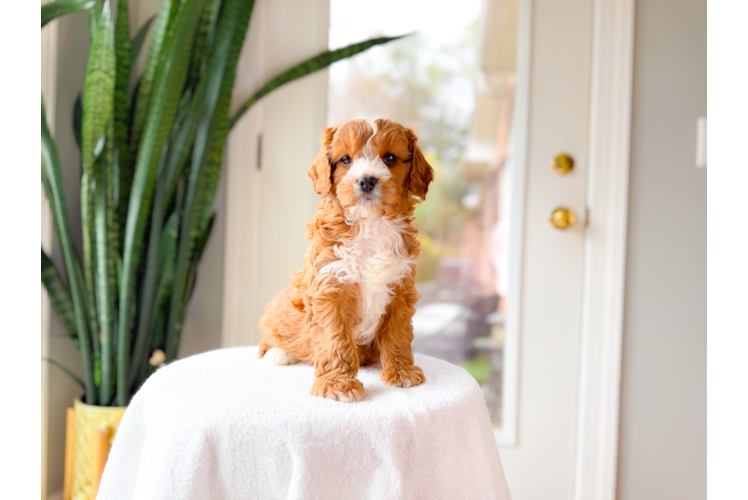 Cute Cavapoo Poodle Mix Pup
