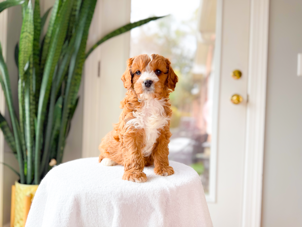 Cute Cavapoo Poodle Mix Pup
