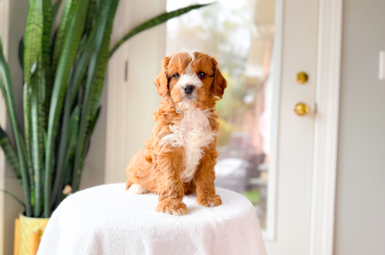 Cute Cavapoo Poodle Mix Pup