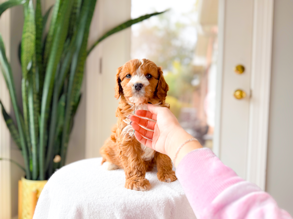 Cavapoo Pup Being Cute
