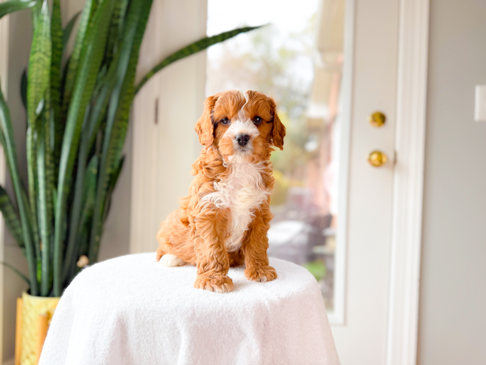 Cute Cavapoo Baby