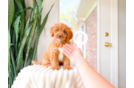 Cute Cavapoo Baby