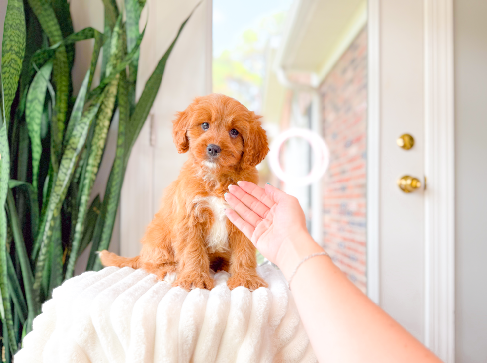 Cute Cavapoo Baby