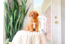 Cute Cavadoodle Poodle Mix Puppy