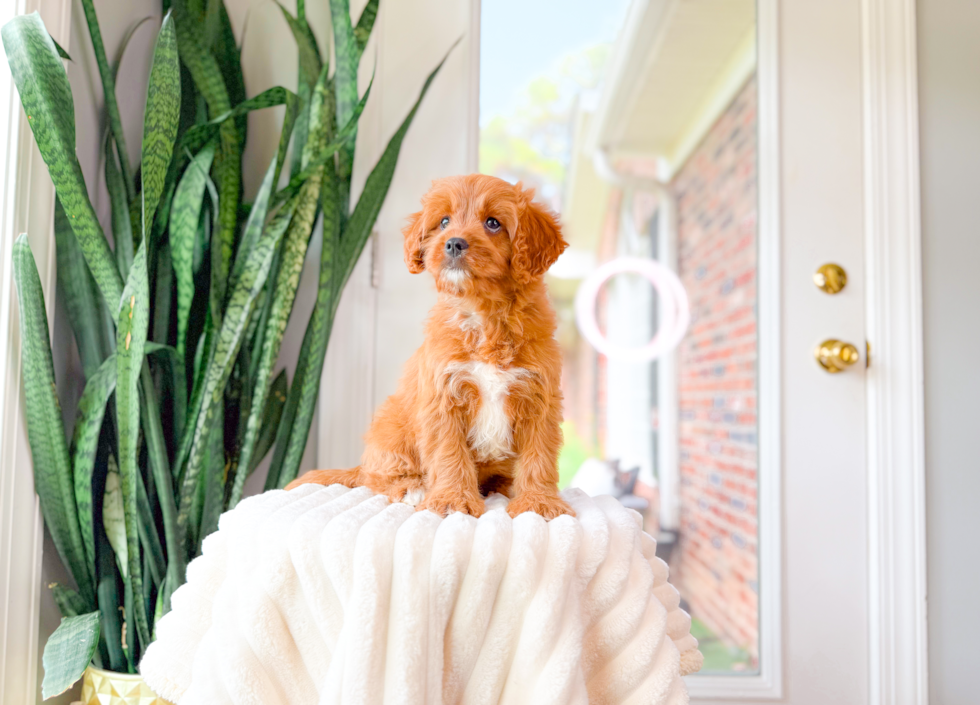 Cute Cavadoodle Poodle Mix Puppy