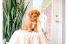 Cute Cavapoo Poodle Mix Pup