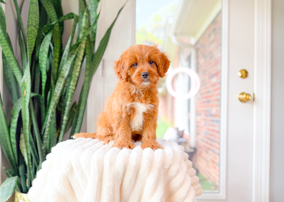 Cute Cavapoo Poodle Mix Pup
