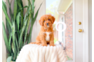 Cute Cavapoo Poodle Mix Pup