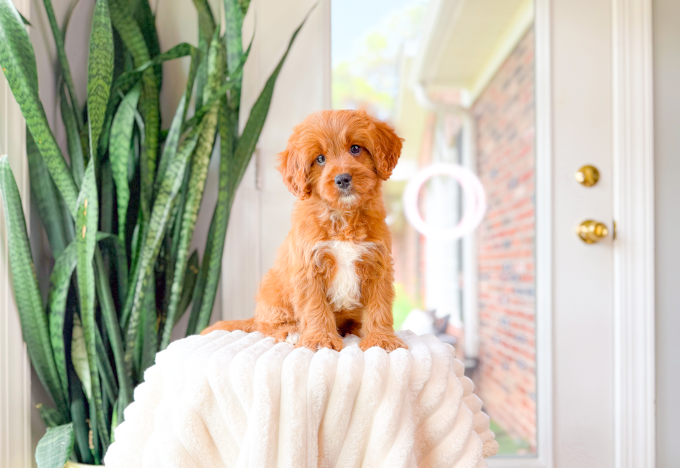 Cute Cavapoo Poodle Mix Pup